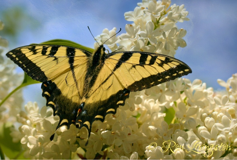 Tiger Swallow Tail