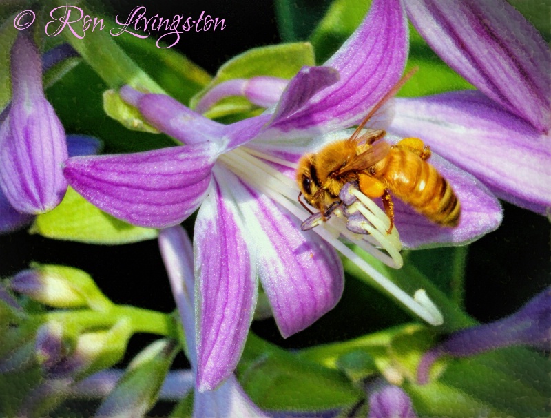 Bee on Cosmic Blue Flower