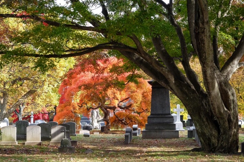 Fall Japanese Maple at Woodlawn Cemetery