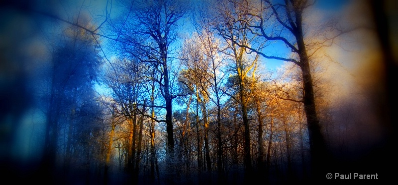 The Blue Forest - ID: 14753475 © paul parent