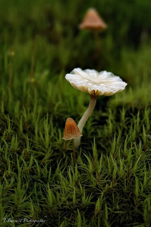 Tiny Umbrella's