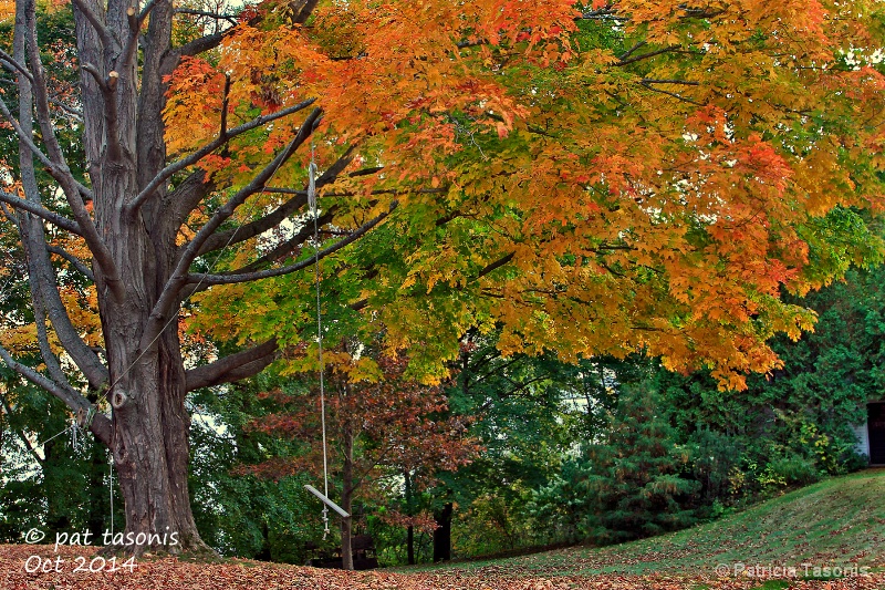 Fall tree swing