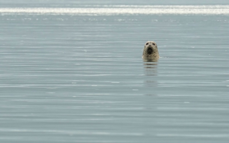 img8