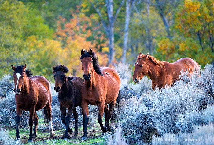 Wild Mustang Autumn