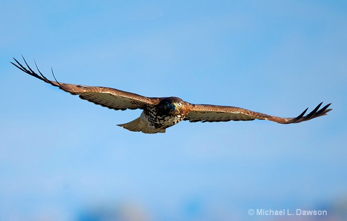 Red -Tail Stare