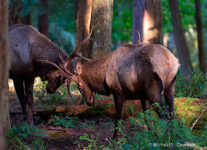 Forest Battle