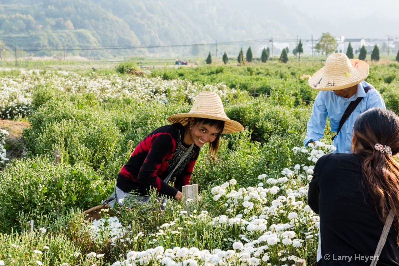 Chrysanthemum Harvest in China - ID: 14753925 © Larry Heyert