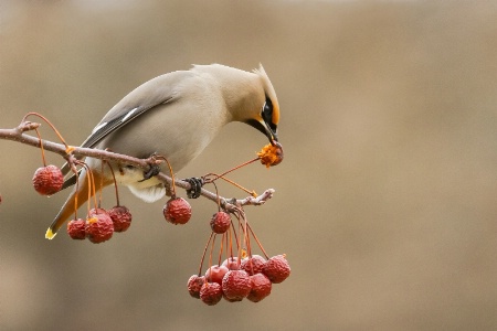 Berry Snack