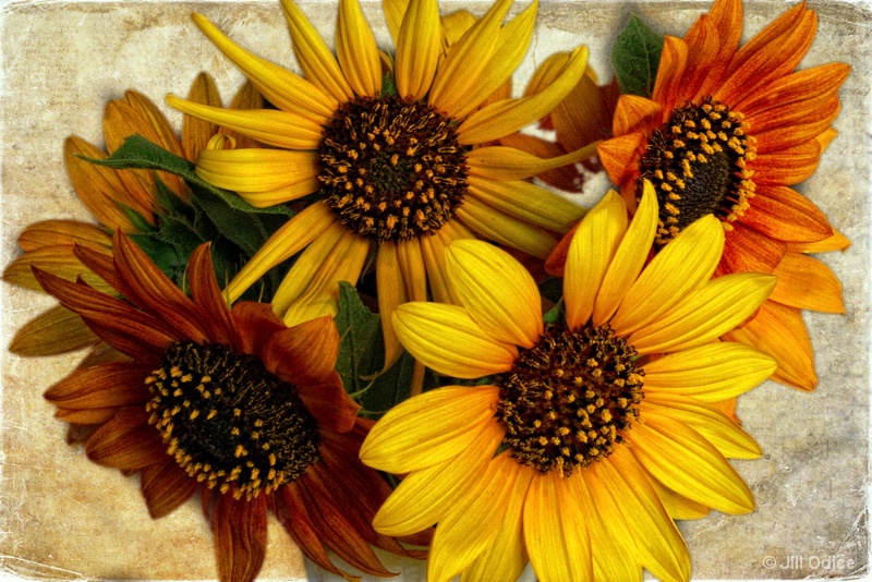 Last Sunflowers of Autumn