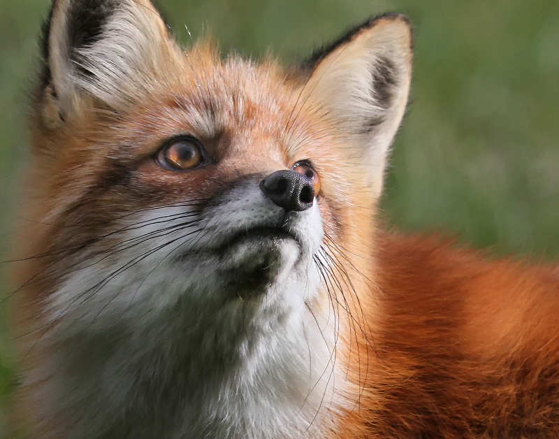 Portrait of a Fox