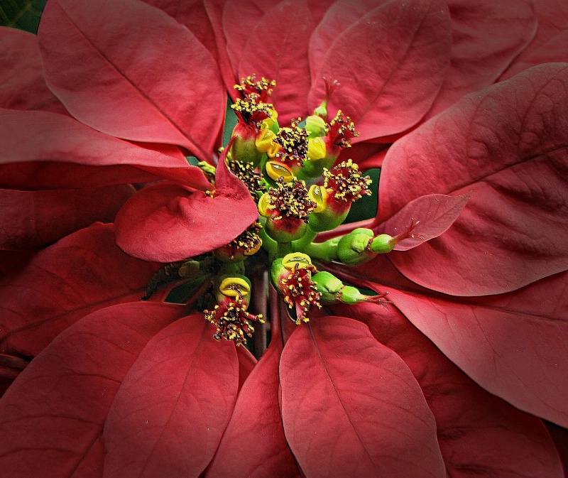 Perky Poinsettia