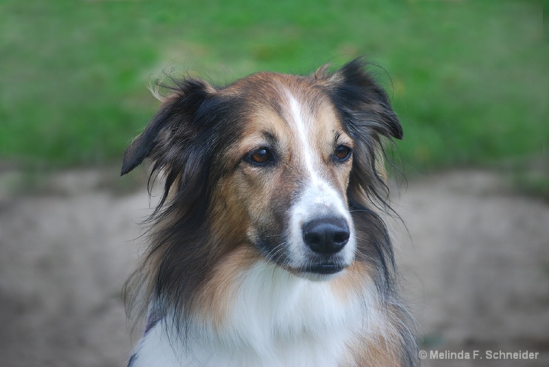 Portrait of a Sheepdog 125