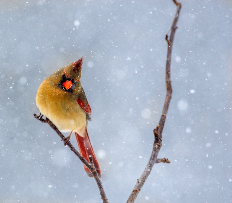 Cardinal - ID: 14755671 © Bob Miller