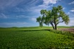 Washington Wheat ...