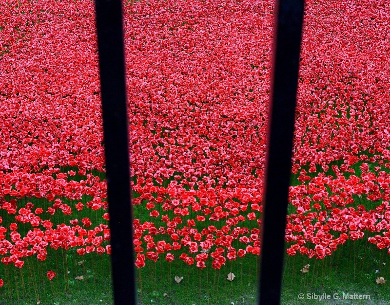 a sea of poppies - ID: 14756973 © Sibylle G. Mattern