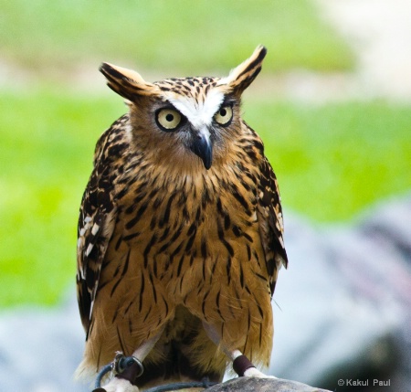Steely eyed Fish Owl