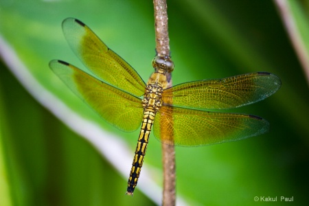 Yellow wings!