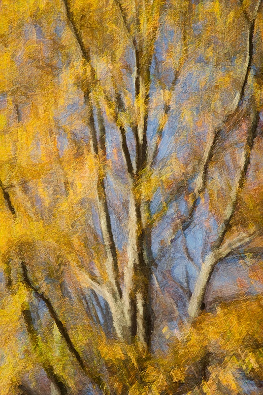 Fading Autumn; Great Falls Park; McLean, Va - ID: 14758121 © Richard S. Young