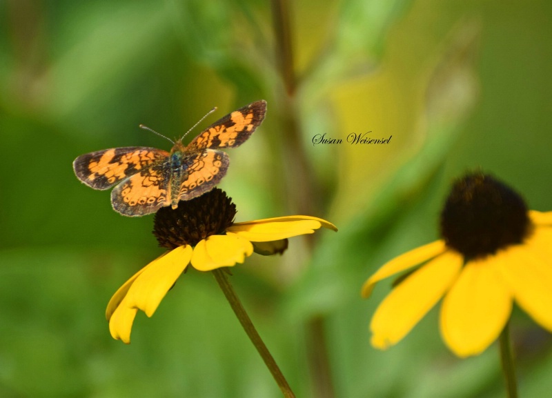 Butterfly and Petals 