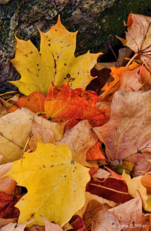 Last of Fall Colors!!