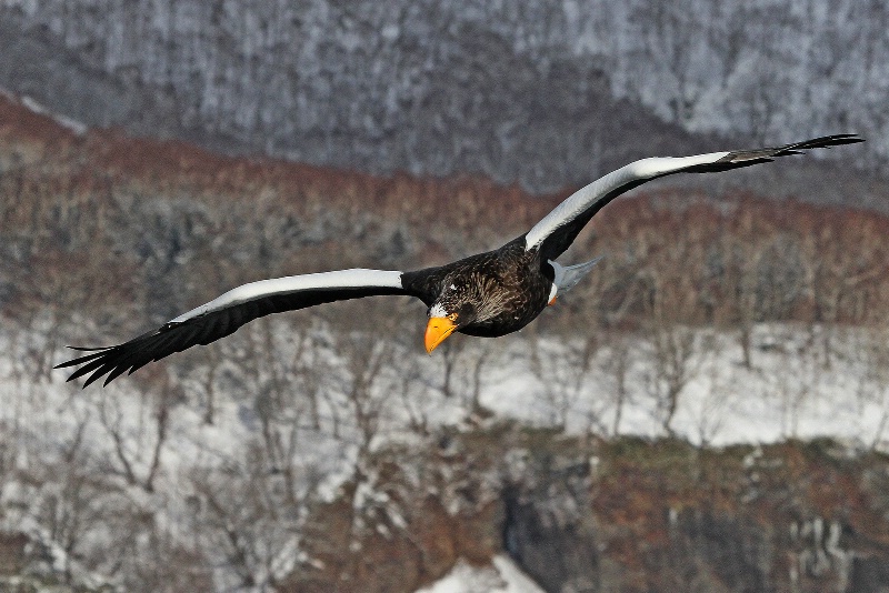 Soaring Steller's Eagle
