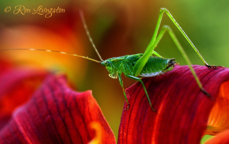 Garden Assistant