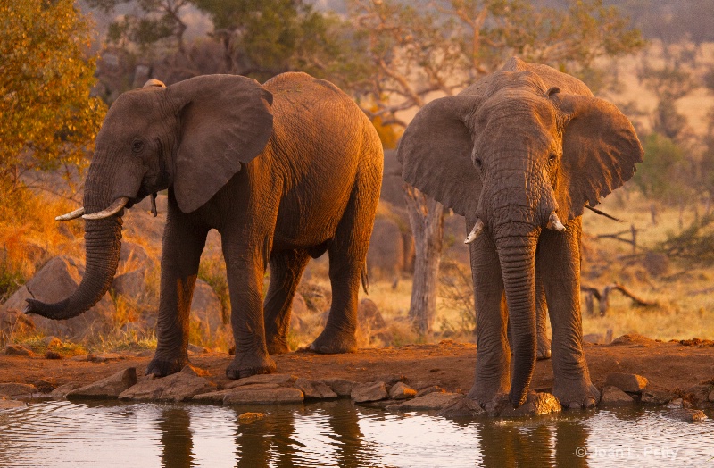 Elephants at watering hole in Tanzania