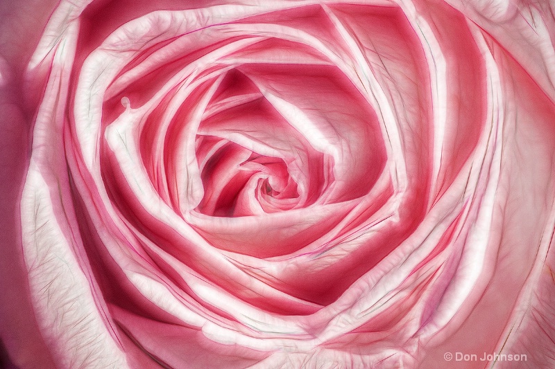 Artistic Pink Rose Macro 255