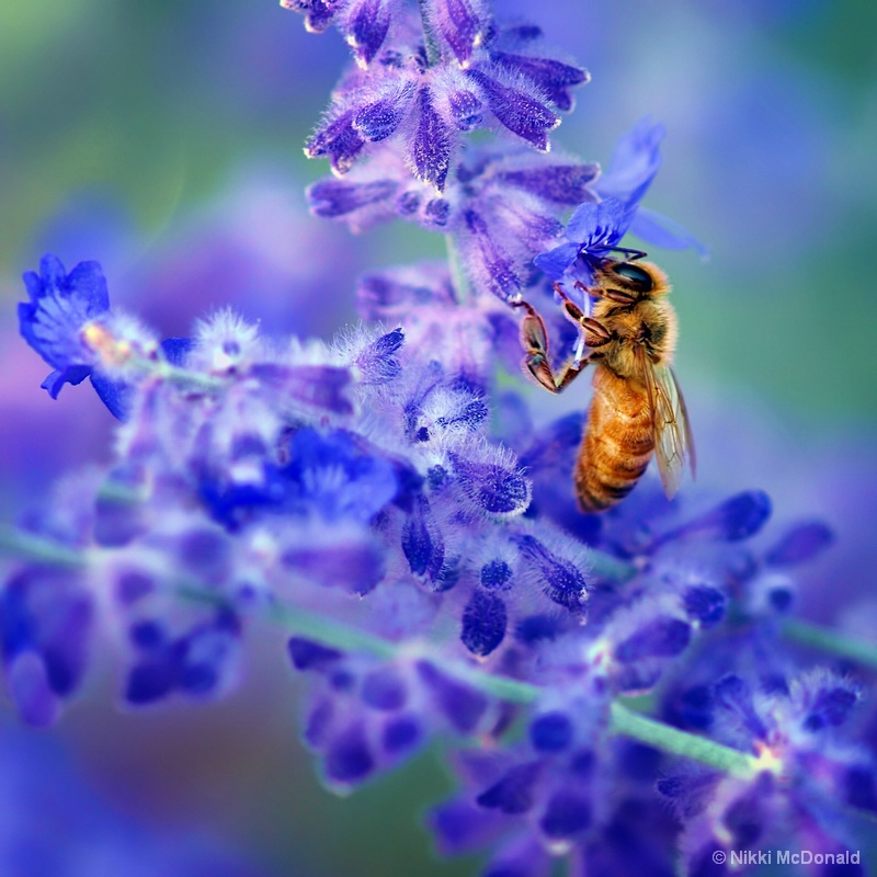 Bee on Russian Sage, Square, Untextured