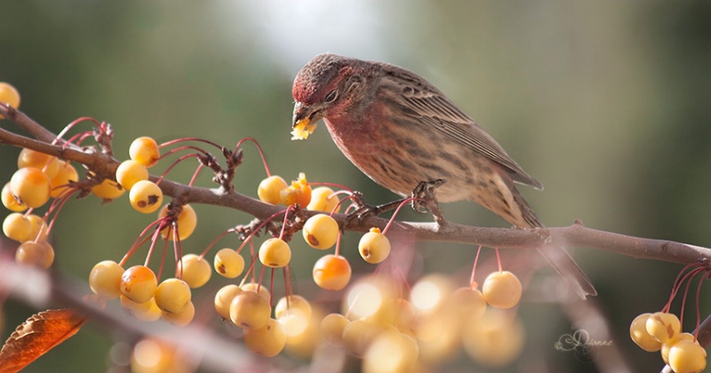 Crabapples For Lunch