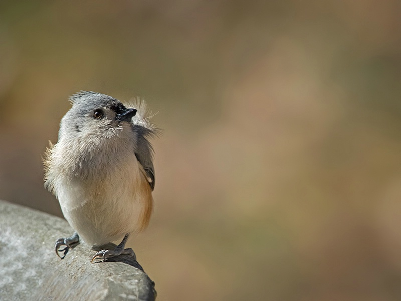 Tufted Titmouse on a Windy Day