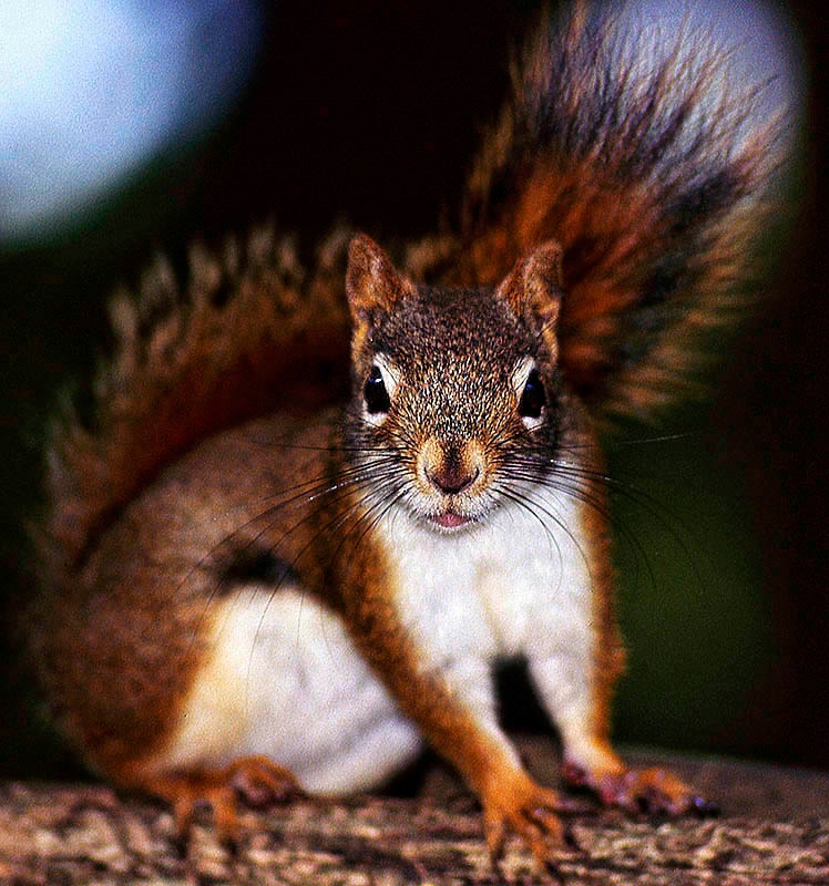 Red Squirrel