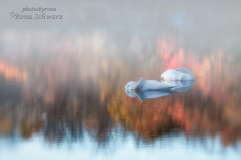 Swans in the Mist