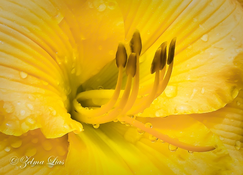Daylily After the Rain