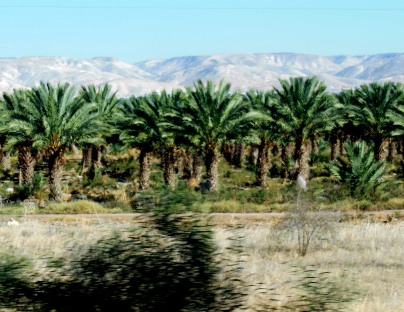 Palms of the Desert