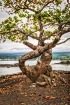 Tree on the Bay