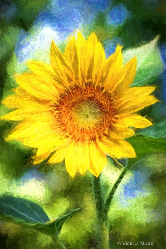 Sunflower