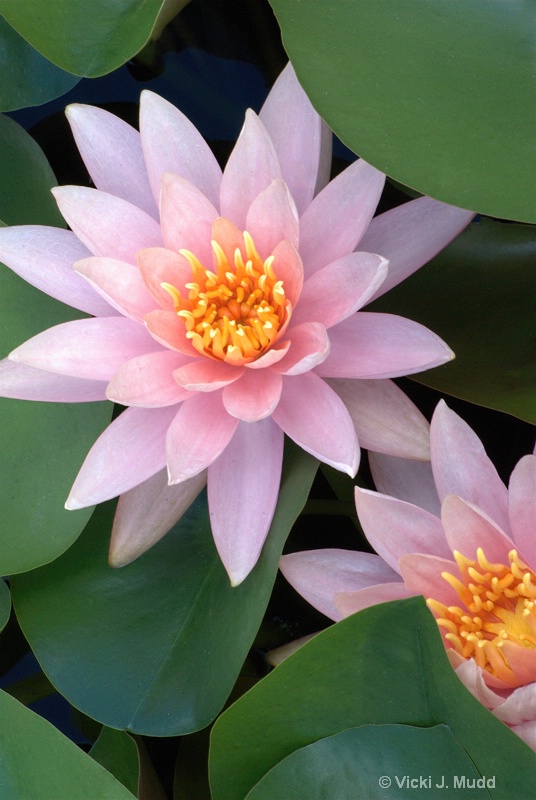 Pink Waterlilies