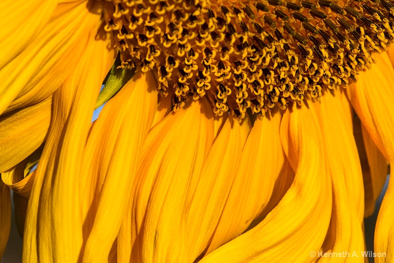 Sunday Sunflowers - ID: 14761581 © Kenneth A. Wilson