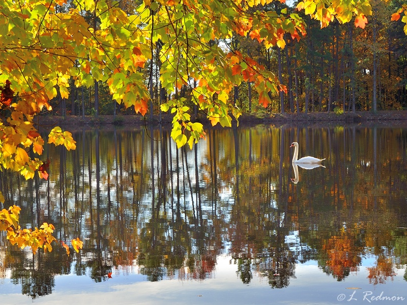 Autumn at the Pond II