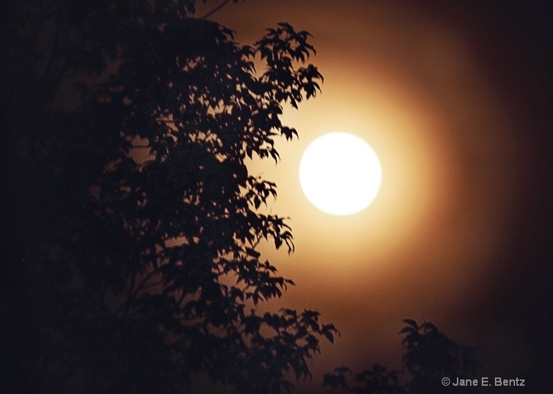 Golden Moon - ID: 14762486 © Jane E. Bentz