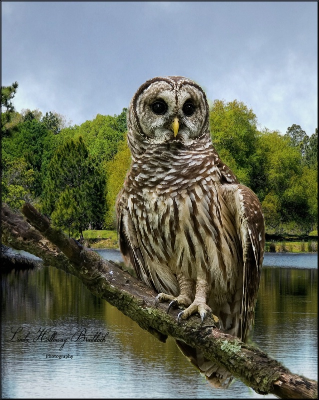 Owl On Branch Over Water