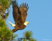 Eagle at Moment o...