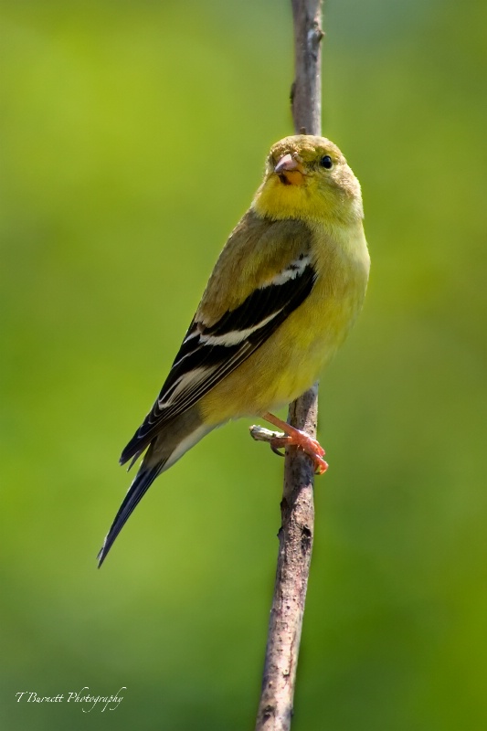 Little Lady Goldfinch