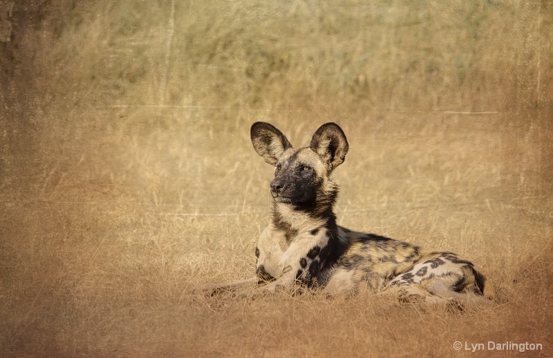 Wild Dog.