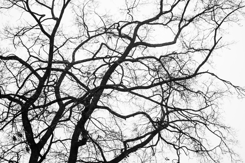 Branches Of A Winter Tree