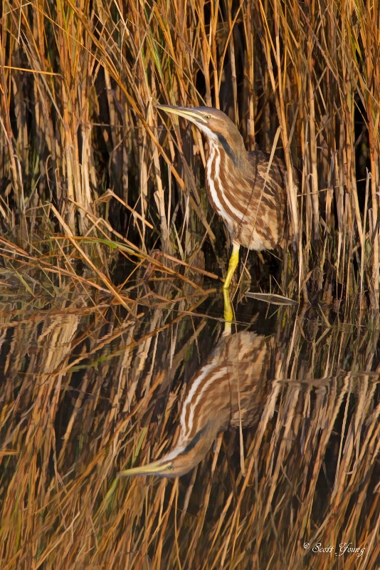 Bittern Reflection; Chincoteague NWR, Va. - ID: 14763004 © Richard S. Young