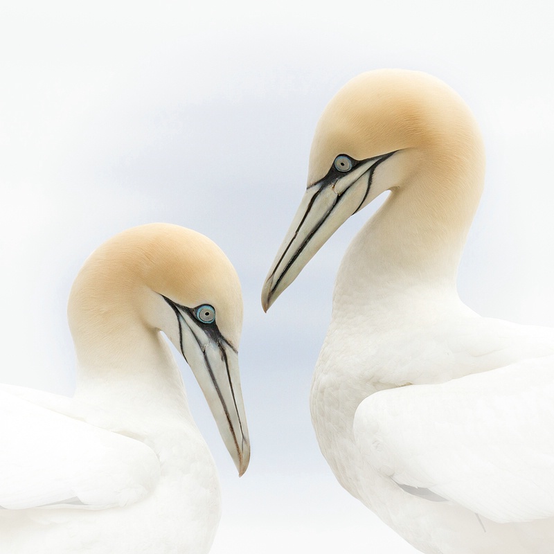 Northern Gannets