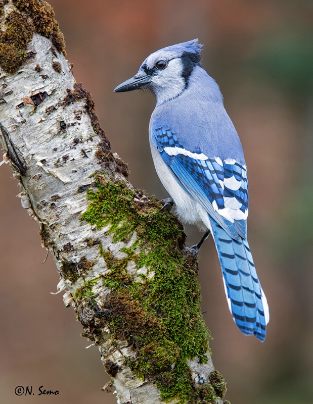 Blue Jay