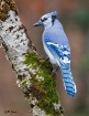 Blue Jay